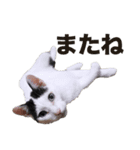 オッドアイ,白黒猫のチャミ（個別スタンプ：15）