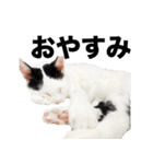 オッドアイ,白黒猫のチャミ（個別スタンプ：16）