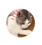 ゆきにゃんこ-five（個別スタンプ：5）