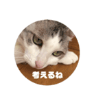 ゆきにゃんこ-five（個別スタンプ：9）