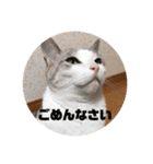 ゆきにゃんこ-five（個別スタンプ：12）
