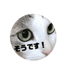 ゆきにゃんこ-five（個別スタンプ：14）