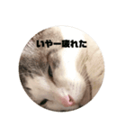 ゆきにゃんこ-five（個別スタンプ：15）