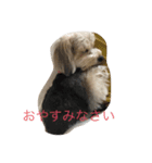 ショコラしゃしゃしゃ（個別スタンプ：4）