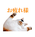 ありがとにゃんず！（個別スタンプ：2）