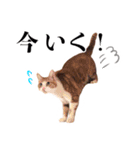 ありがとにゃんず！（個別スタンプ：3）