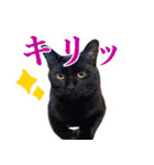 ありがとにゃんず！（個別スタンプ：4）