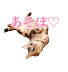 ありがとにゃんず！（個別スタンプ：5）