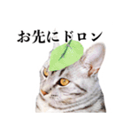 ありがとにゃんず！（個別スタンプ：6）