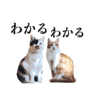 ありがとにゃんず！（個別スタンプ：9）