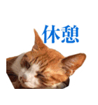 ありがとにゃんず！（個別スタンプ：11）