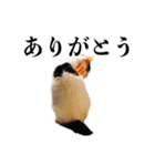 ありがとにゃんず！（個別スタンプ：12）