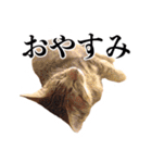 ありがとにゃんず！（個別スタンプ：13）