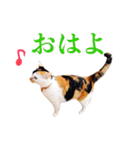 ありがとにゃんず！（個別スタンプ：14）