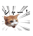 ありがとにゃんず！（個別スタンプ：16）