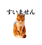 ありがとにゃんず！（個別スタンプ：17）