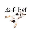 ありがとにゃんず！（個別スタンプ：19）