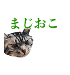 ありがとにゃんず！（個別スタンプ：21）