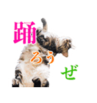 ありがとにゃんず！（個別スタンプ：24）