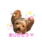 ヨーキーセラの陽気なスタンプ（個別スタンプ：7）