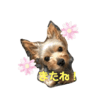ヨーキーセラの陽気なスタンプ（個別スタンプ：16）