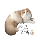 ヒロポンの猫のスタンプ（個別スタンプ：1）