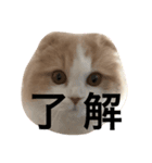 ヒロポンの猫のスタンプ（個別スタンプ：3）
