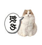 ヒロポンの猫のスタンプ（個別スタンプ：4）