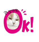 ヒロポンの猫のスタンプ（個別スタンプ：7）