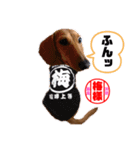 ダックスの梅ちゃんスタンプ2（個別スタンプ：2）