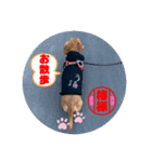 ダックスの梅ちゃんスタンプ2（個別スタンプ：8）