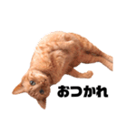 {I'm Chato.}（個別スタンプ：1）