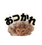 {I'm Chato.}（個別スタンプ：2）