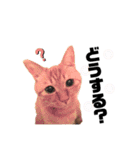 {I'm Chato.}（個別スタンプ：3）