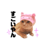 {I'm Chato.}（個別スタンプ：4）