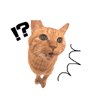 {I'm Chato.}（個別スタンプ：6）