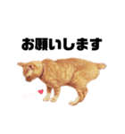 {I'm Chato.}（個別スタンプ：7）