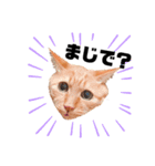 {I'm Chato.}（個別スタンプ：8）