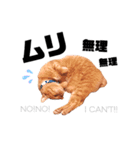 {I'm Chato.}（個別スタンプ：10）