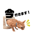 {I'm Chato.}（個別スタンプ：11）