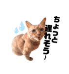 {I'm Chato.}（個別スタンプ：12）