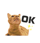 {I'm Chato.}（個別スタンプ：13）