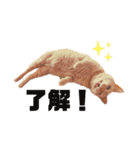 {I'm Chato.}（個別スタンプ：14）