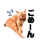 {I'm Chato.}（個別スタンプ：15）