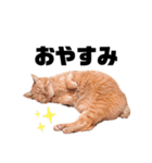 {I'm Chato.}（個別スタンプ：16）
