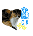 三毛猫嬢（個別スタンプ：4）