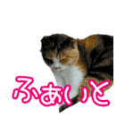 三毛猫嬢（個別スタンプ：6）