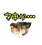 三毛猫嬢（個別スタンプ：11）