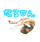 三毛猫嬢（個別スタンプ：14）