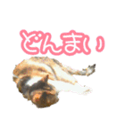 三毛猫嬢（個別スタンプ：17）